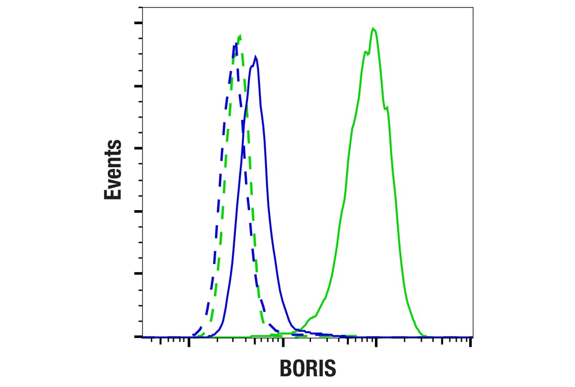 Flow Cytometry Image 1: BORIS (F6R3W) Rabbit Monoclonal Antibody