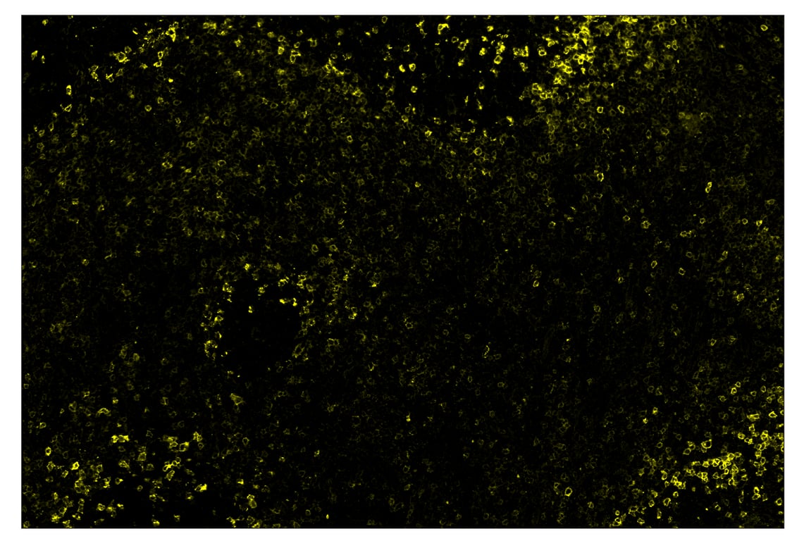 Immunohistochemistry Image 3: PD-1 (Intracellular Domain) (D4W2J) & CO-0008-488 SignalStar<sup>™</sup> Oligo-Antibody Pair