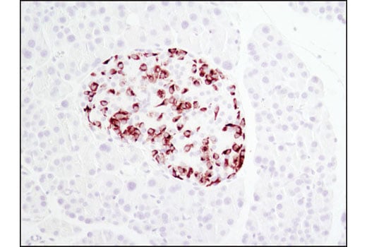 Immunohistochemistry Image 2: Proglucagon (D16G10) Rabbit Monoclonal Antibody