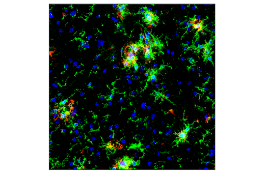 Immunofluorescence Image 2: CD11b/ITGAM (M1/70) Rat Monoclonal Antibody