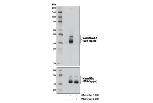 Western Blotting Image 2: MacroH2A1.1 (D5F6N) Rabbit mAb