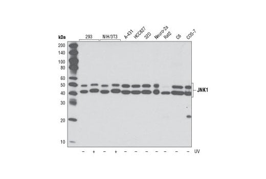 Western Blotting Image 2: JNK1 (2C6) Mouse Monoclonal Antibody
