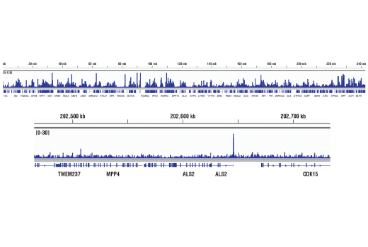 Chromatin Immunoprecipitation Image 2: CBP (D9B6) Rabbit Monoclonal Antibody