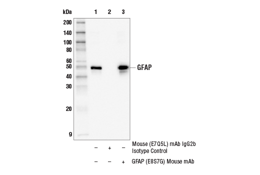Immunoprecipitation Image 1: GFAP (E8S7G) Mouse Monoclonal Antibody