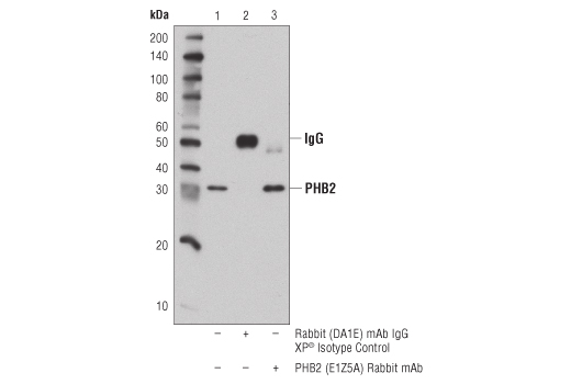 Immunoprecipitation Image 1: PHB2 (E1Z5A) Rabbit Monoclonal Antibody