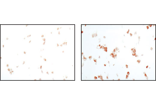 Immunohistochemistry Image 3: Phospho-p38 MAPK (Thr180/Tyr182) (D3F9) Rabbit Monoclonal Antibody (BSA and Azide Free)