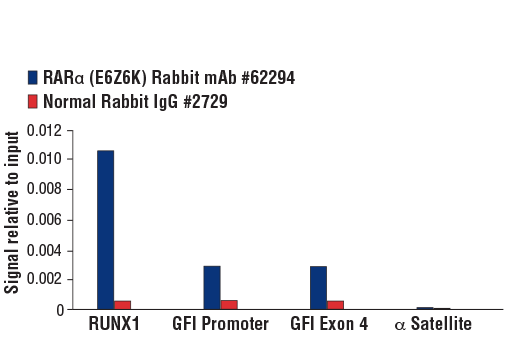 Chromatin Immunoprecipitation Image 1: RAR alpha (E6Z6K) Rabbit Monoclonal Antibody