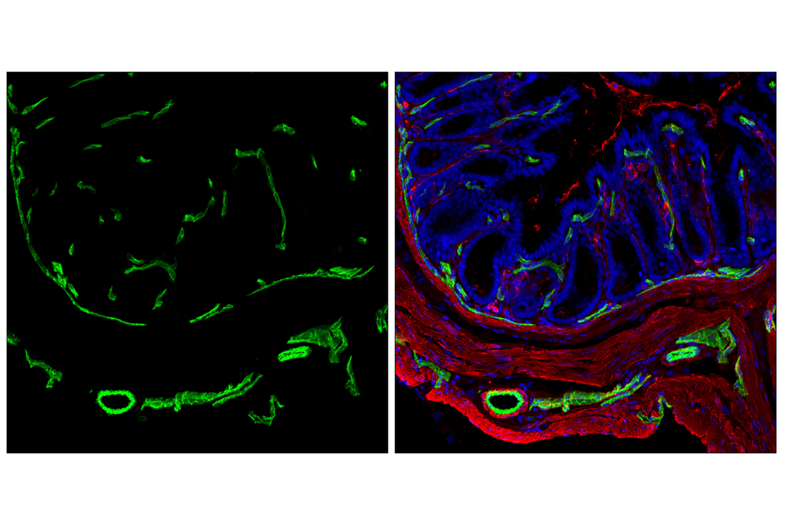 Immunofluorescence Image 2: CD31 (PECAM-1) (F2N3M) Rabbit Monoclonal Antibody
