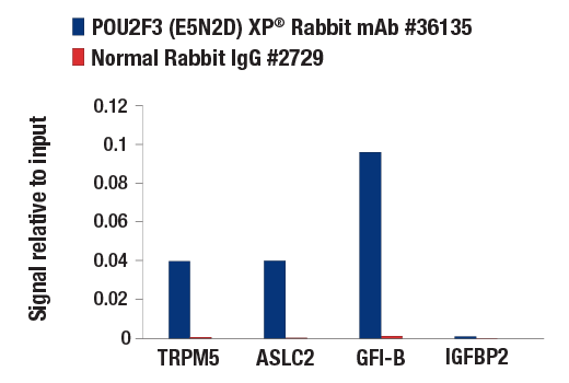 Chromatin Immunoprecipitation Image 3: POU2F3 (E5N2D) Rabbit Monoclonal Antibody