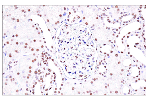 Immunohistochemistry Image 7: USP39 (E8U2M) Rabbit Monoclonal Antibody