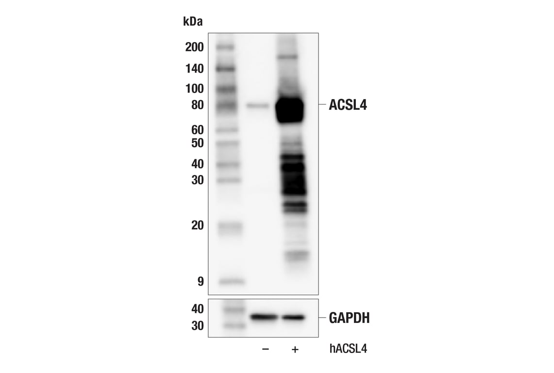 Western Blotting Image 2: ACSL4 (F6T3Z) Rabbit Monoclonal Antibody