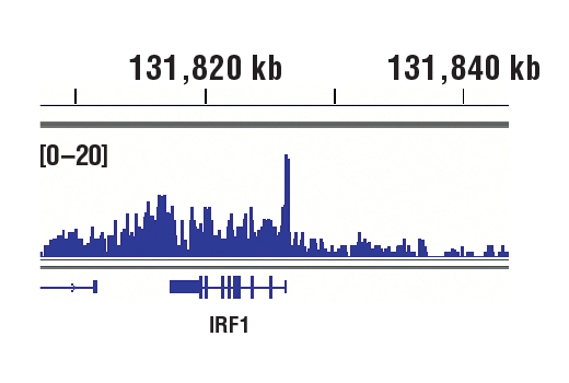 Chromatin Immunoprecipitation Image 1: c-Rel (D5G1A) Rabbit Monoclonal Antibody (ChIP Formulated)