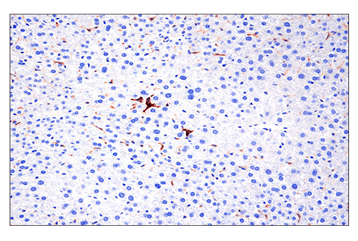 Immunohistochemistry Image 1: CD86 (E5W6H) Rabbit Monoclonal Antibody (BSA and Azide Free)