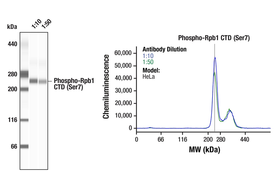 undefined Image 44: Rpb1 CTD Antibody Sampler Kit