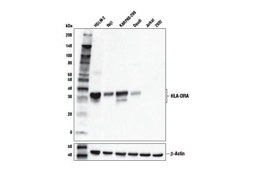 Western Blotting Image 2: HLA-DRA (E9R2Q) Rabbit Monoclonal Antibody (BSA and Azide Free)