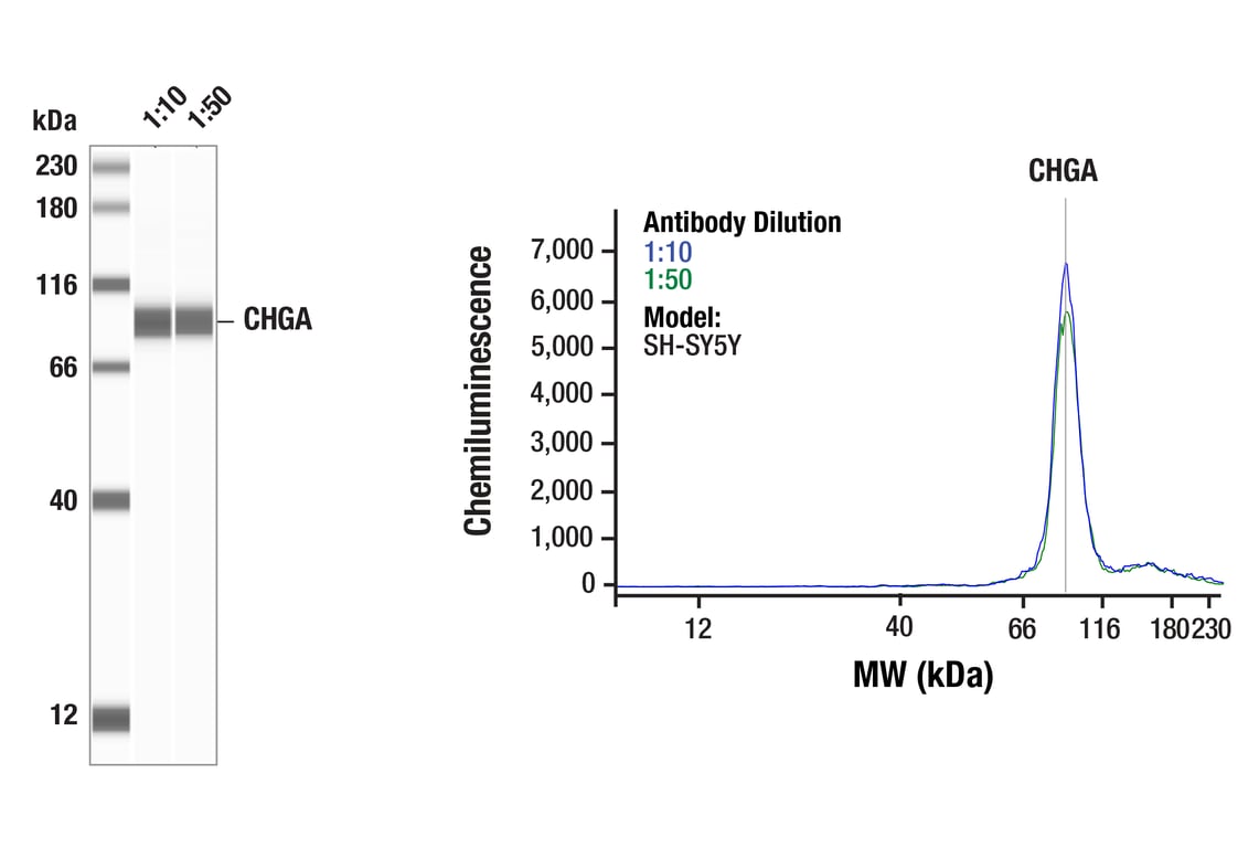 Western Blotting Image 1: CHGA (F7D6H) Rabbit Monoclonal Antibody