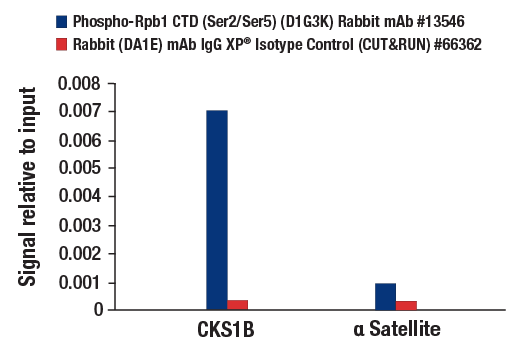 CUT & RUN Image 3: Phospho-Rpb1 CTD (Ser2/Ser5) (D1G3K) Rabbit Monoclonal Antibody