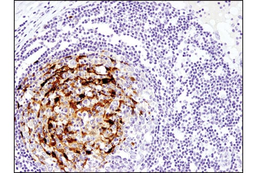Immunohistochemistry Image 1: Calbindin (D1I4Q) XP<sup>®</sup> Rabbit mAb