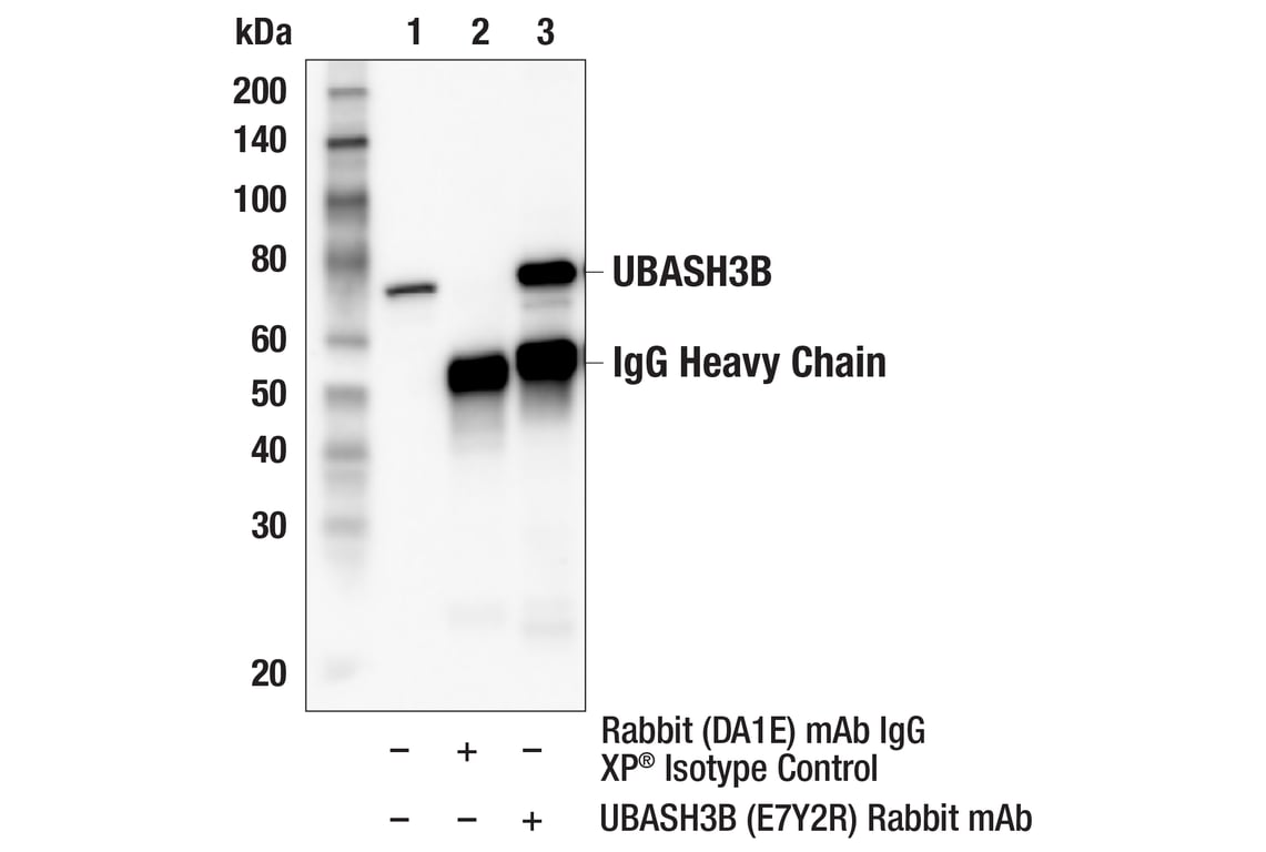 Immunoprecipitation Image 1: UBASH3B (E7Y2R) Rabbit Monoclonal Antibody