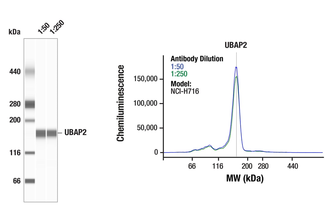 Western Blotting Image 1: UBAP2 (F6E7I) Rabbit Monoclonal Antibody