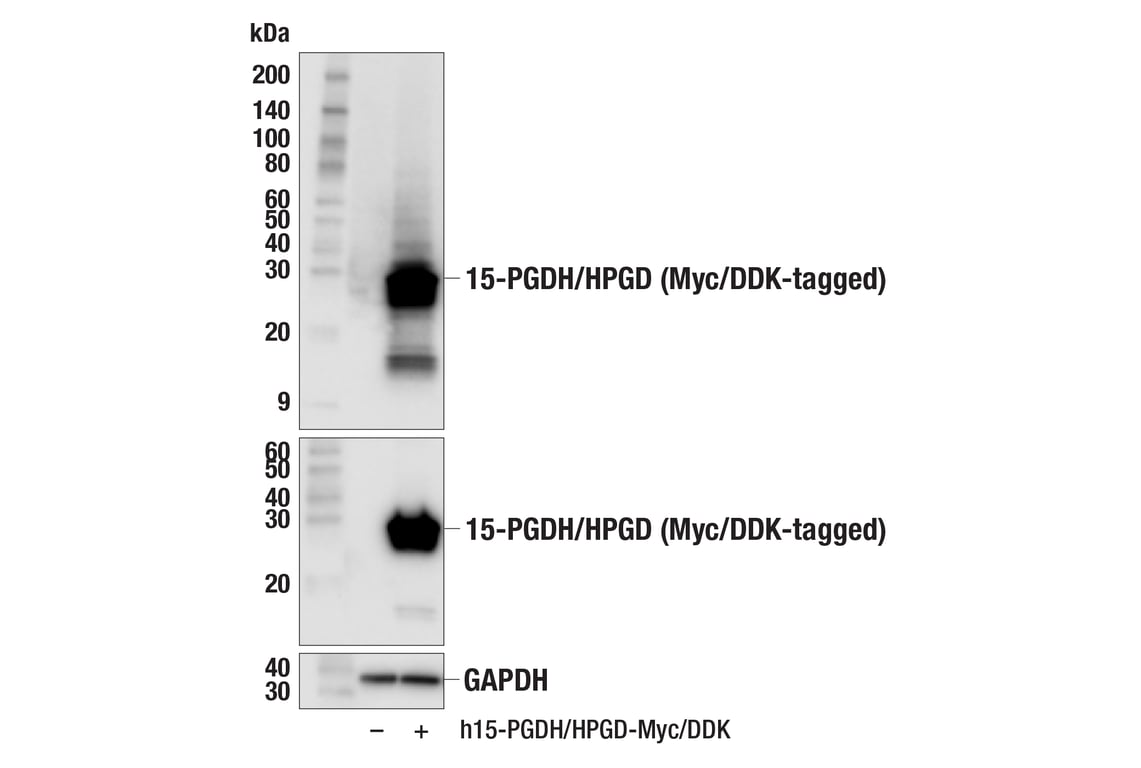 Western Blotting Image 2: 15-PGDH/HPGD (E9H7W) Rabbit Monoclonal Antibody