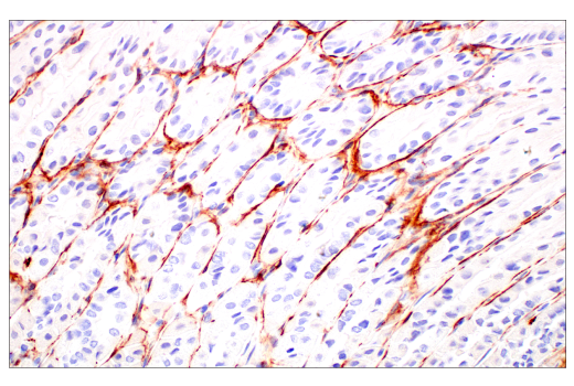 Immunohistochemistry Image 2: TMEM119 (E3W5L) Rabbit Monoclonal Antibody