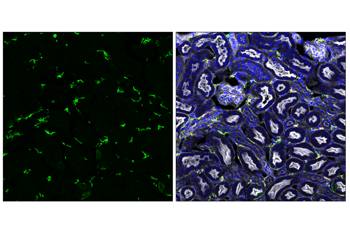Immunofluorescence Image 3: MHC Class II (I-A/I-E) (M5/114.15.2) Rat Monoclonal Antibody