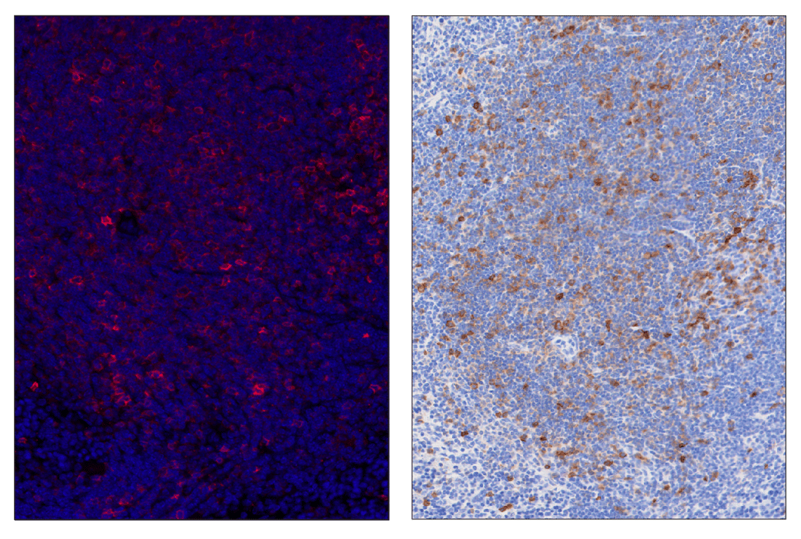 Immunohistochemistry Image 4: ICOS (E5F7E) & CO-0188-594 SignalStar<sup>®</sup> Oligo-Antibody Pair