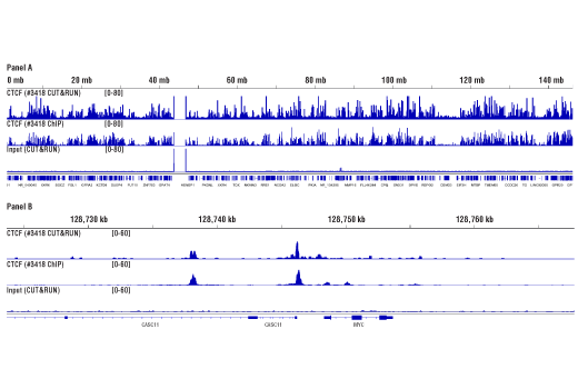 CUT & RUN Image 3: Digitonin Solution