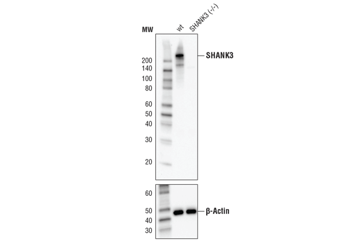 Western Blotting Image 2: SHANK3 (D5K6R) Rabbit Monoclonal Antibody (BSA and Azide Free)
