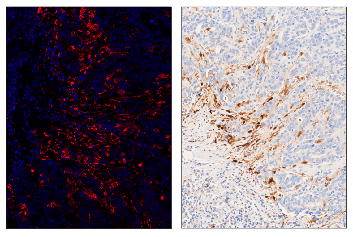 Immunohistochemistry Image 4: IL-1 beta (3A6) & CO-0175-488 SignalStar<sup>™</sup> Oligo-Antibody Pair
