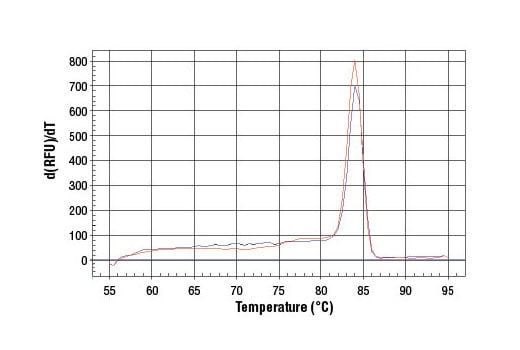 Chromatin Immunoprecipitation Image 1: SimpleChIP<sup>®</sup> Human Axin2 Intron 1 Primers