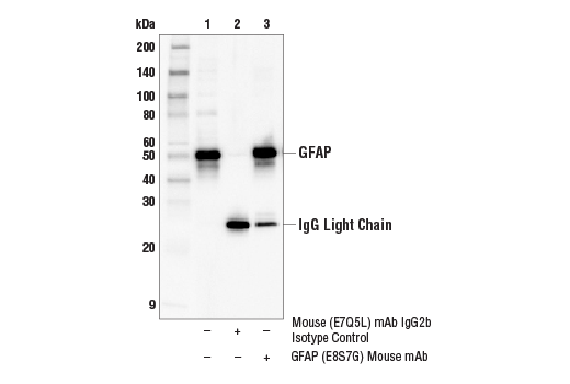 Immunoprecipitation Image 2: GFAP (E8S7G) Mouse Monoclonal Antibody