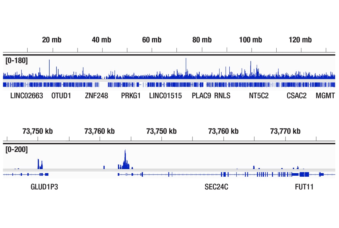 CUT & RUN Image 2: ETV4 (E1W1G) Rabbit Monoclonal Antibody