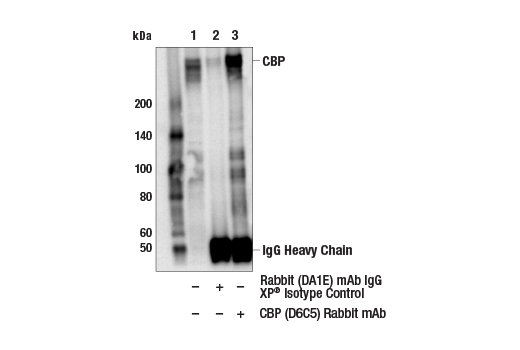 Immunoprecipitation Image 1: CBP (D6C5) Rabbit Monoclonal Antibody