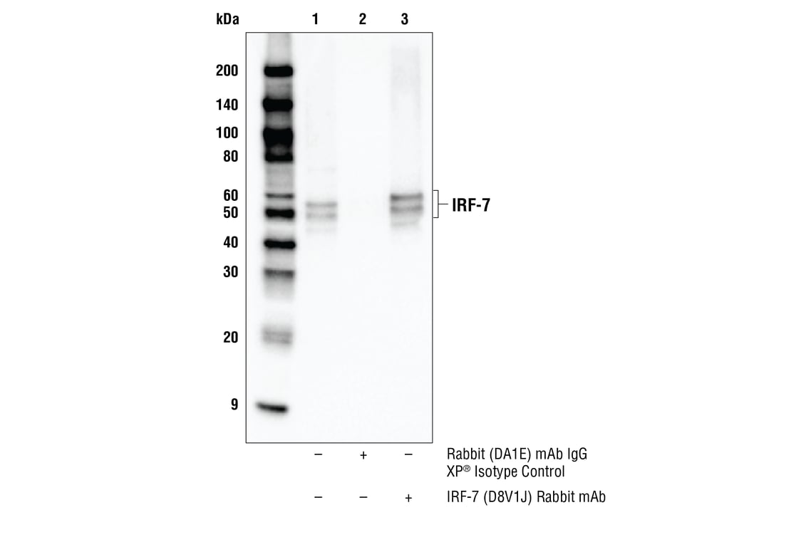 Immunoprecipitation Image 1: IRF-7 (D8V1J) Rabbit Monoclonal Antibody