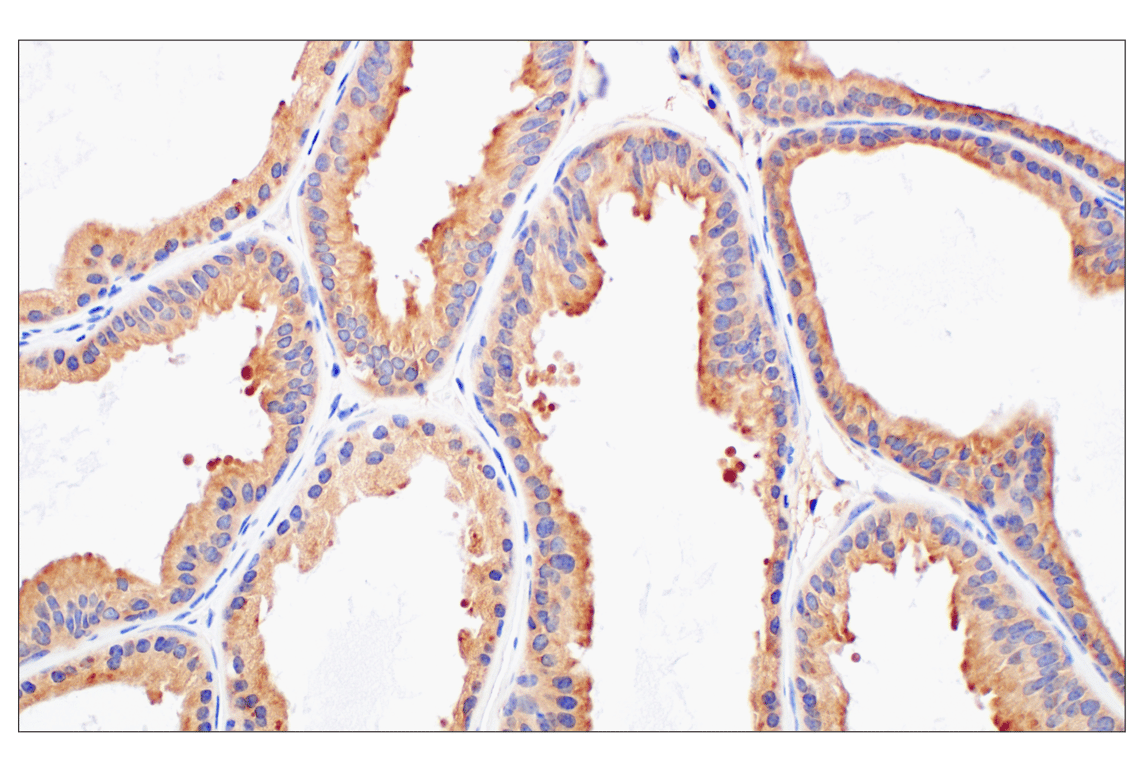 Immunohistochemistry Image 8: RhoA (67B9) Rabbit Monoclonal Antibody