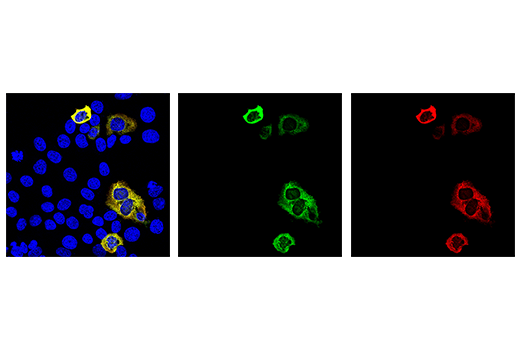 Immunofluorescence Image 1: Cas9 (<i>S. aureus</i>) (6H4) Mouse mAb (BSA and Azide Free)