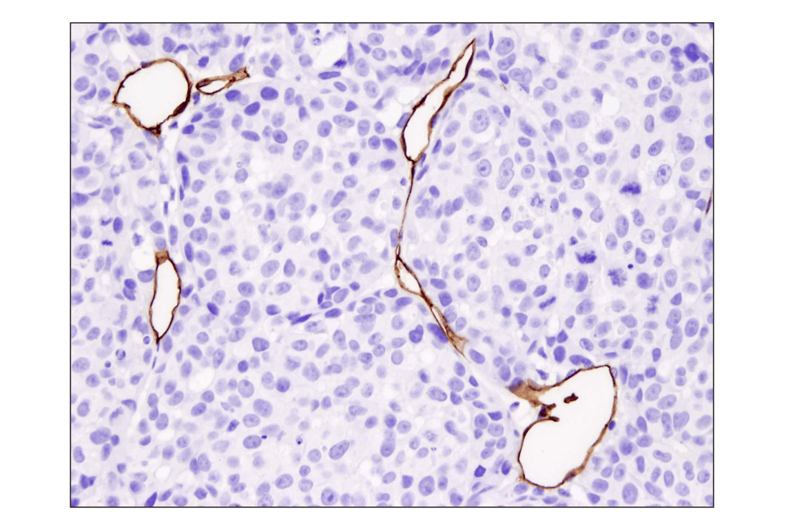 CD31 (PECAM-1) (D8V9E) XP® Rabbit mAb (BSA and Azide Free