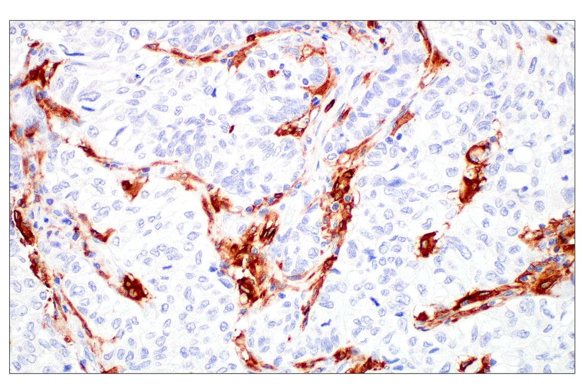 Immunohistochemistry Image 1: Siglec-10 (E1D7S) Rabbit Monoclonal Antibody