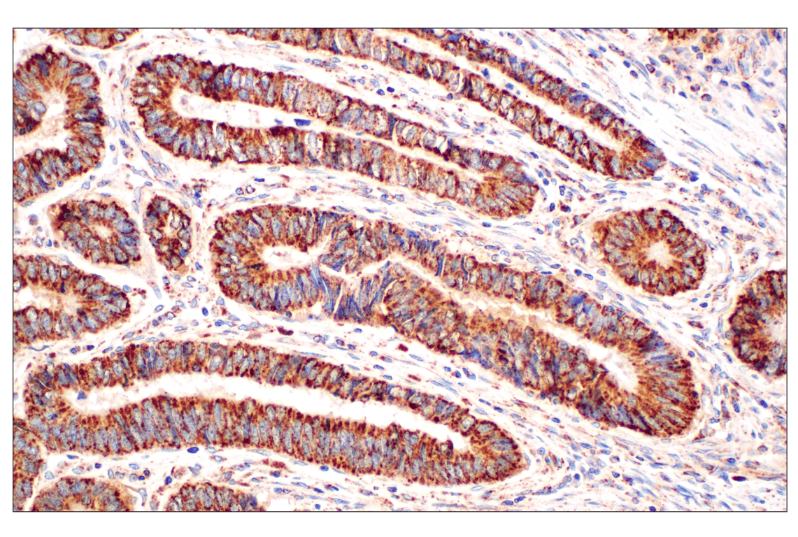 Immunohistochemistry Image 1: GOT2 (F4P3R) Rabbit Monoclonal Antibody (BSA and Azide Free)