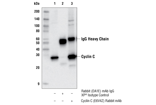 Cyclin C (E6V4Z) Rabbit mAb | Cell Signaling Technology Cyclin C (E6V4Z) Rabbit mAb | Cell Signaling Technology