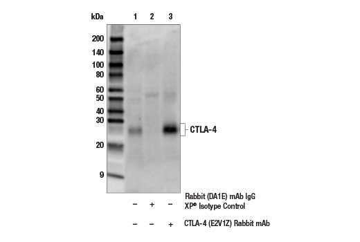 Immunoprecipitation Image 1: CTLA-4 (E2V1Z) Rabbit Monoclonal Antibody