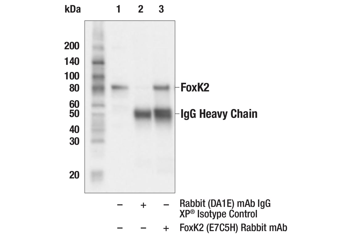 Immunoprecipitation Image 1: FoxK2 (E7C5H) Rabbit Monoclonal Antibody