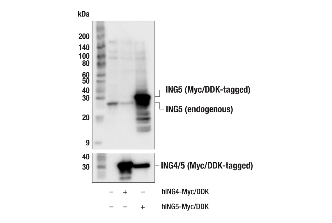 Western Blotting Image 2: ING5 (F7J4V) Rabbit Monoclonal Antibody