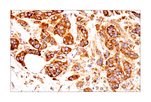 Immunohistochemistry Image 3: UBAP2L (E5X4E) Rabbit Monoclonal Antibody