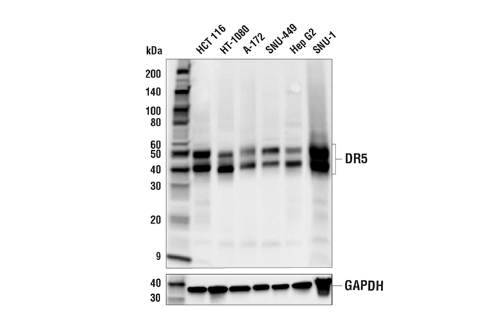 Western Blotting Image 2: DR5 (E9D7D) Rabbit Monoclonal Antibody