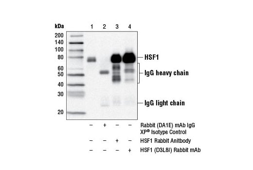 Immunoprecipitation Image 1: HSF1 (D3L8I) Rabbit Monoclonal Antibody