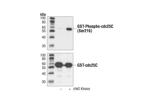 Western Blotting Image 2: Phospho-cdc25C (Ser216) (63F9) Rabbit Monoclonal Antibody (BSA and Azide Free)