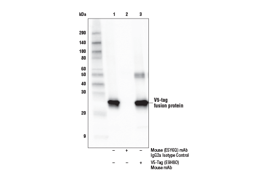 Immunoprecipitation Image 1: V5-Tag (E9H8O) Mouse Monoclonal Antibody